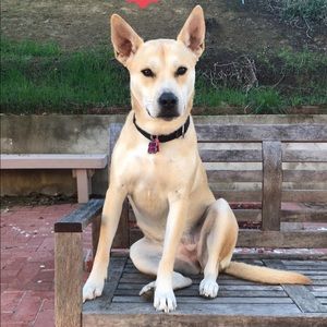 Meet your Posher, Josh